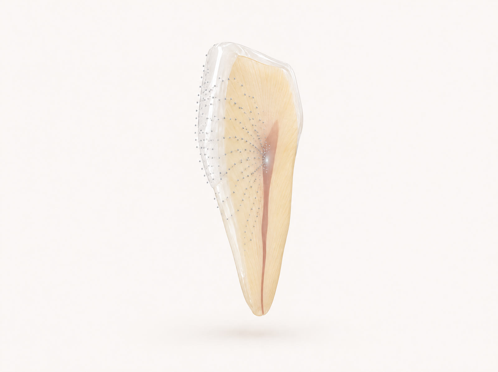 Illustration of a front tooth cut in half: tiny grey particles enter through the front surface and spread through the tooth toward the pulp, where a faint grey flicker shows